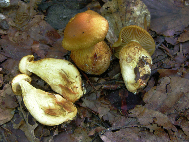 Cortinarius sec. Limonei da determinare